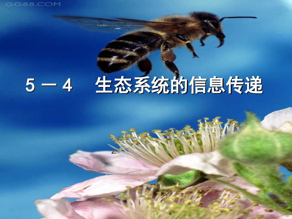 5.4《生态系统的信息传递》-课件-屈雅_第1页