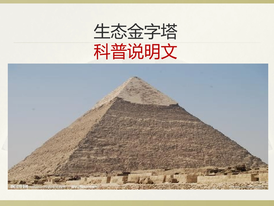 18生态金字塔_第1页