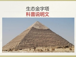 18生态金字塔