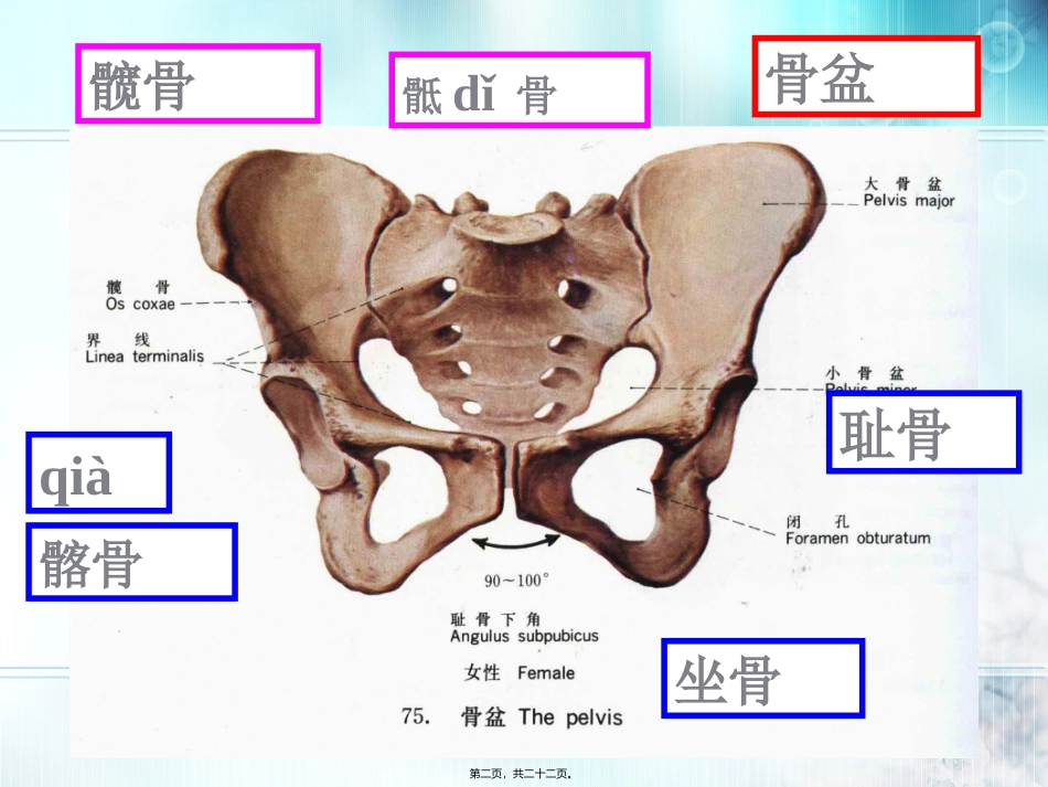 下肢骨及其连接_第2页