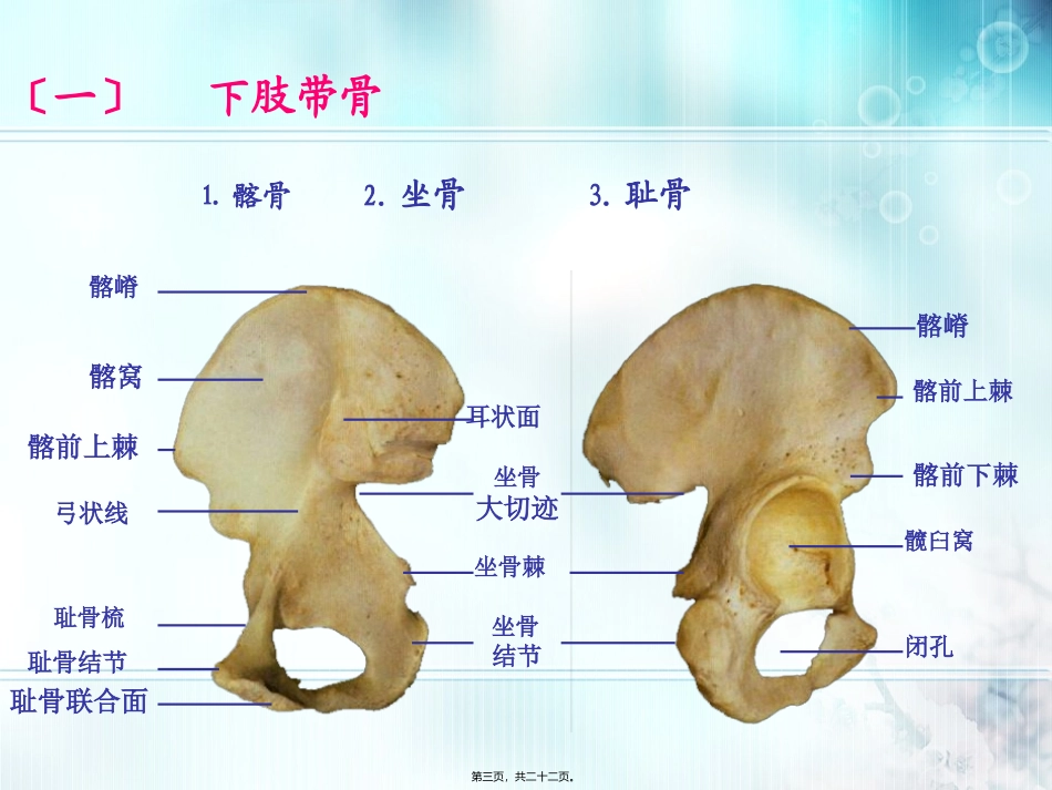 下肢骨及其连接_第3页