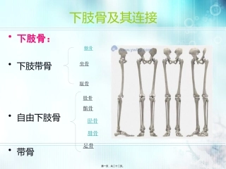 下肢骨及其连接
