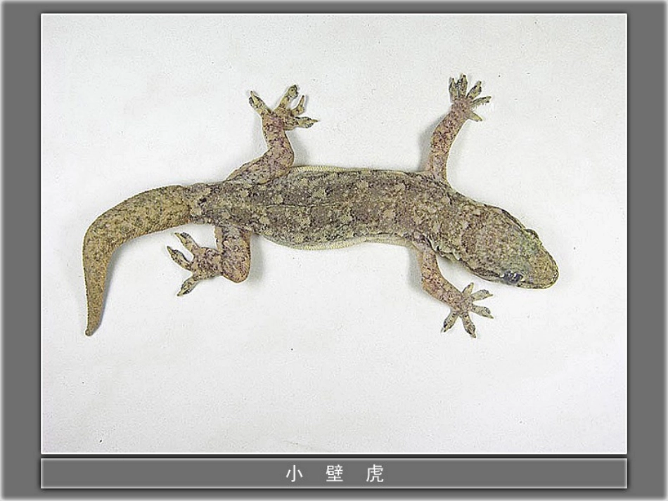小辟虎借尾巴_第2页