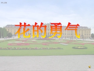 20花的勇气