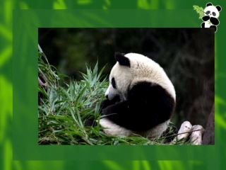 十七-国宝——大熊猫