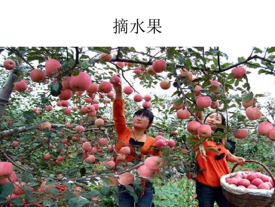 2017年-科学《摘水果PPT》_第1页