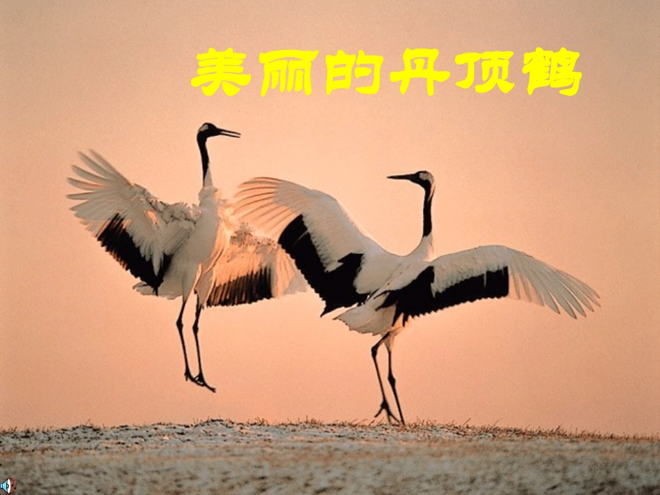 美丽的丹顶鹤-(2)_第2页