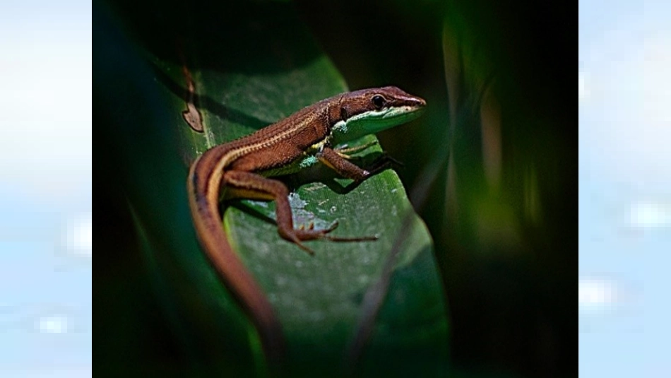 (部编)人教语文2011课标版一年级下册《小壁虎借尾巴》课件_第2页