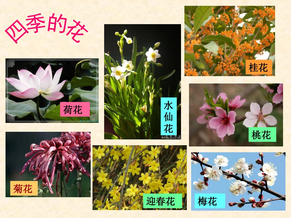 喇叭花ppt_第2页