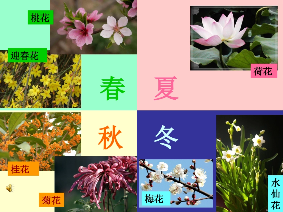 喇叭花ppt_第3页