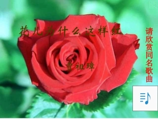 17、花儿为什么这样红