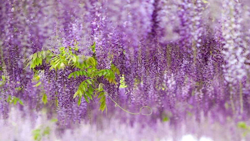 (部编)初中语文人教2011课标版七年级下册17课紫藤萝瀑布_第1页