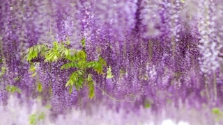 (部编)初中语文人教2011课标版七年级下册17课紫藤萝瀑布