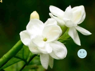 开花和结果PPT1