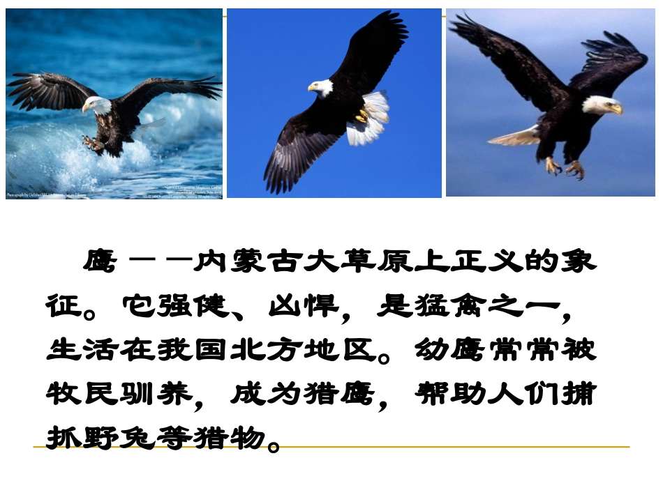 成吉思汗和鹰教学课件_第3页