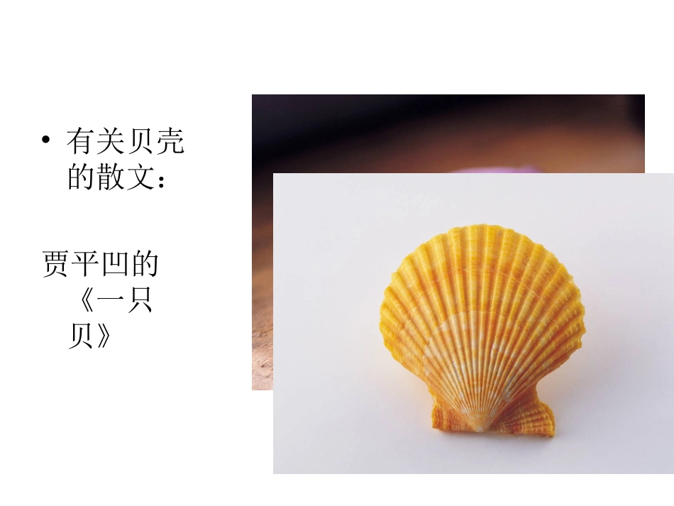 18、《贝壳》_第2页