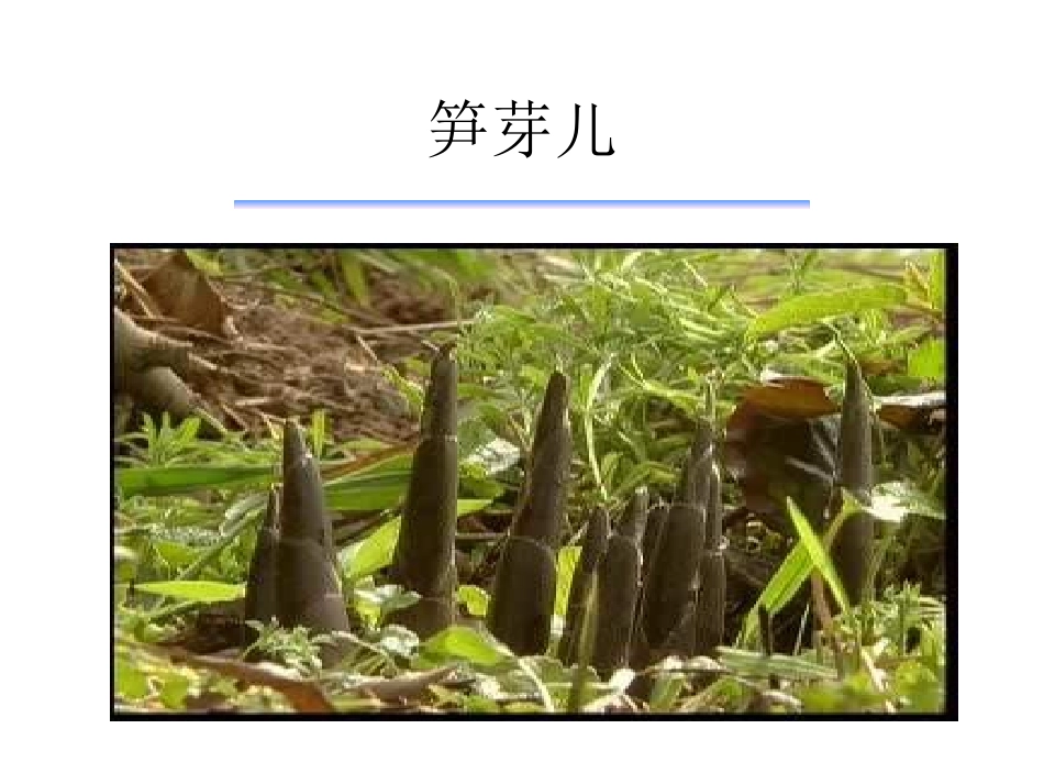 二下语文课件-笋芽儿3_第2页