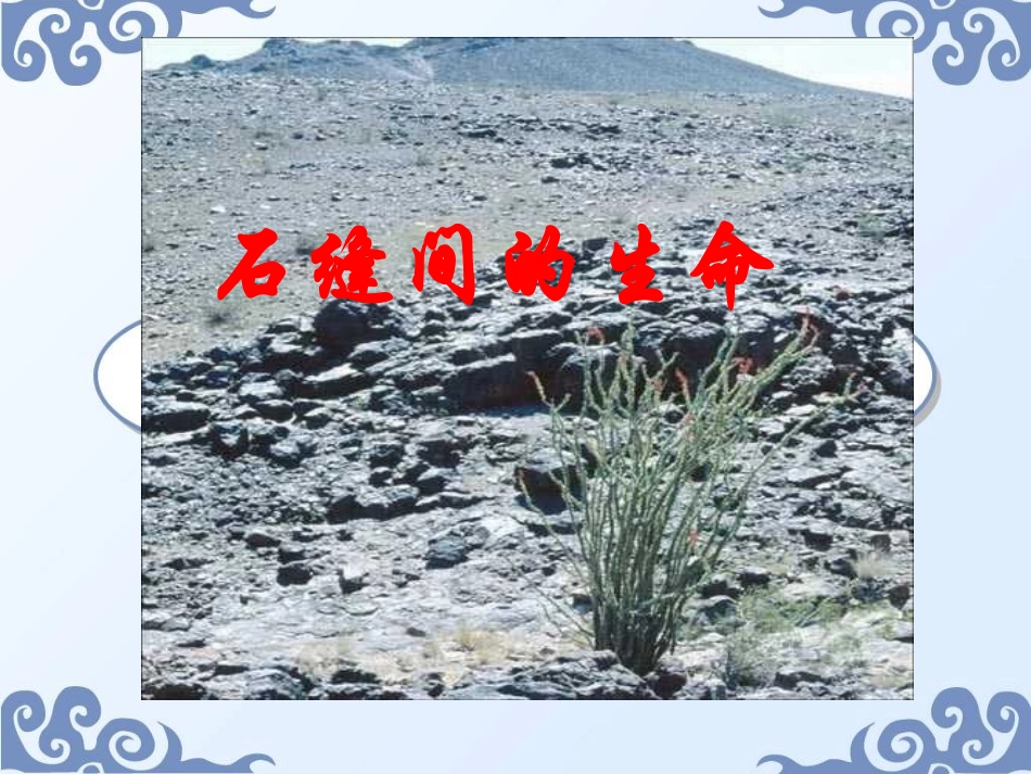 1.2石缝间的生命_第1页