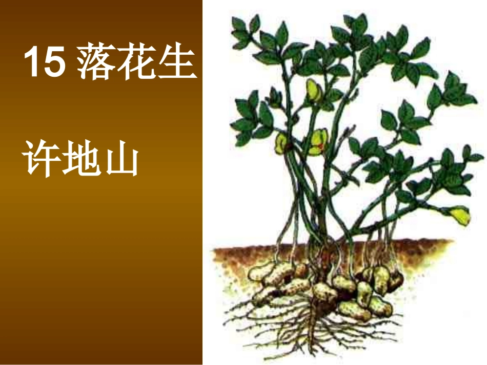 15.《落花生》PPT课件_第1页