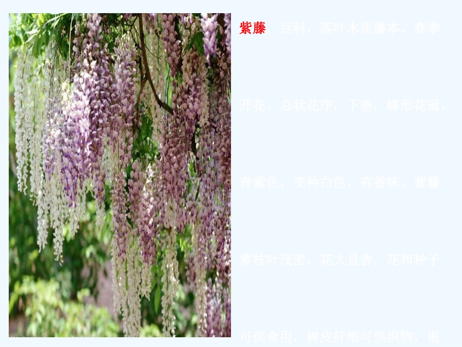 (部编)初中语文人教2011课标版七年级下册17.《紫藤萝瀑布》课件(49)_第2页