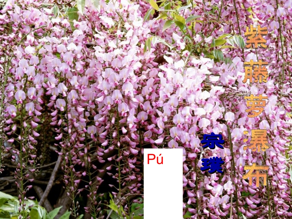 (部编)初中语文人教2011课标版七年级下册17.《紫藤萝瀑布》课件(49)_第3页