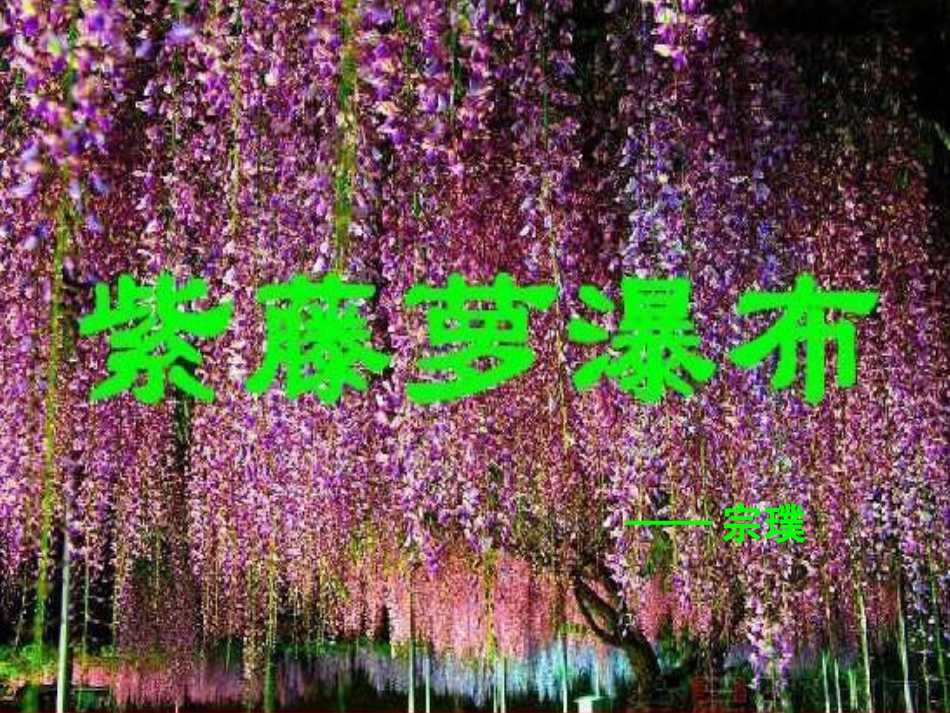 《紫藤萝瀑布》_第1页