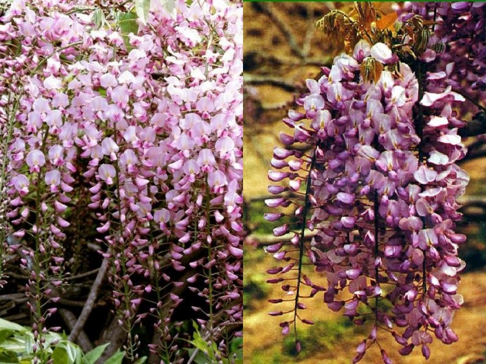 《紫藤萝瀑布》_第3页