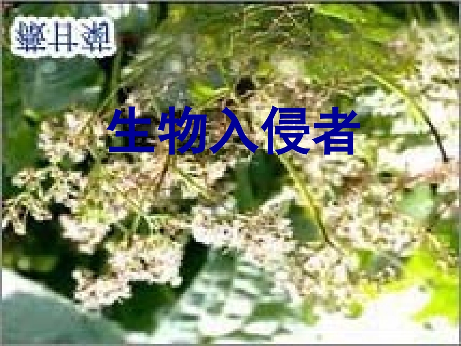 《生物入侵者》2_第3页