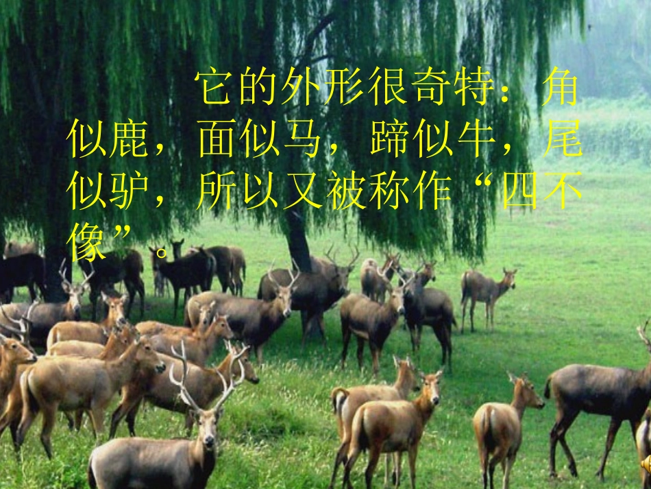 17麋鹿ppt课件_第3页