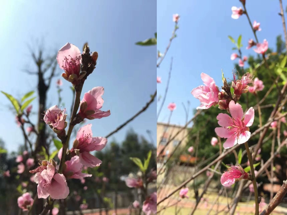 (部编)初中语文人教2011课标版七年级下册《一棵小桃树》课件-(3)_第1页