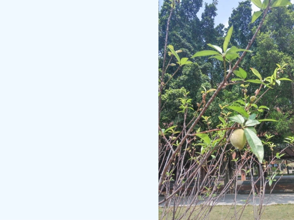 (部编)初中语文人教2011课标版七年级下册《一棵小桃树》课件-(3)_第2页