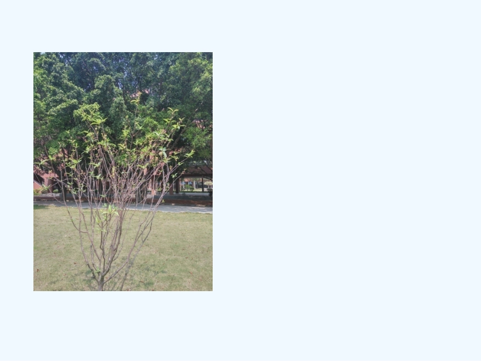 (部编)初中语文人教2011课标版七年级下册《一棵小桃树》课件-(3)_第3页