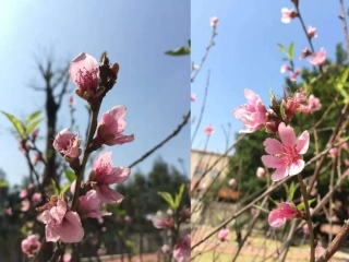 (部编)初中语文人教2011课标版七年级下册《一棵小桃树》课件-(3)