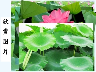 (部编)人教语文2011课标版一年级下册13--荷叶圆圆--(第一课时)