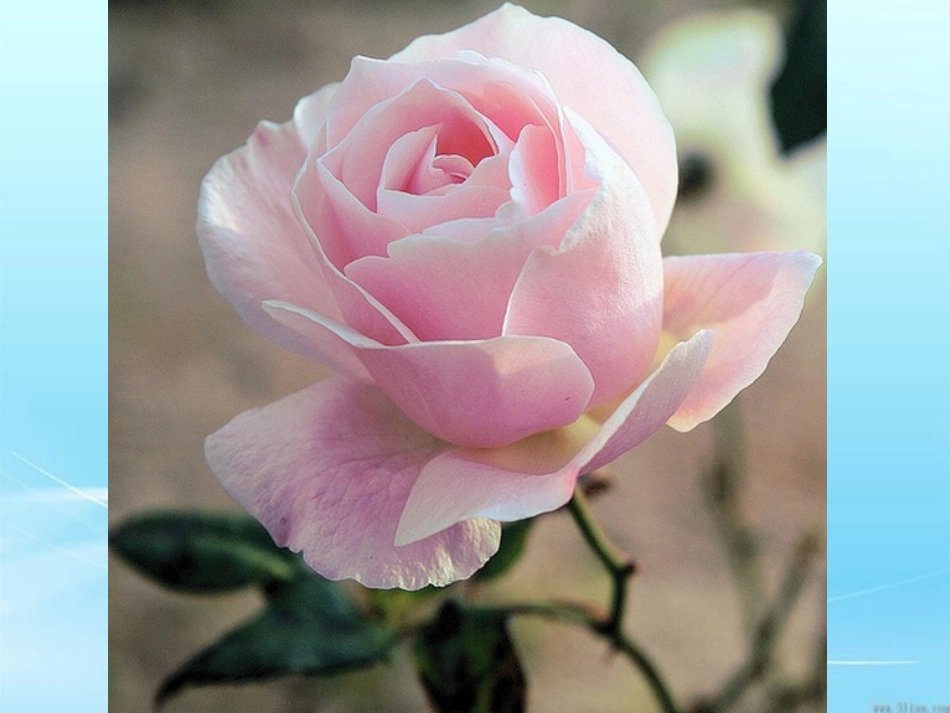 4.小鹿的玫瑰花_第2页