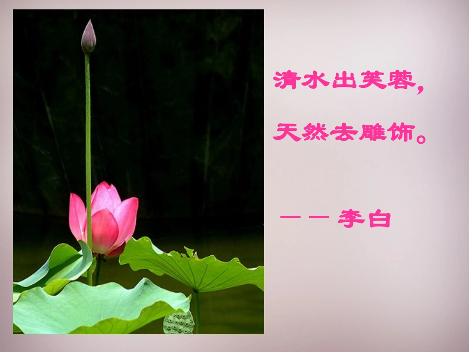 《爱莲说》课件.-爱莲说_第3页