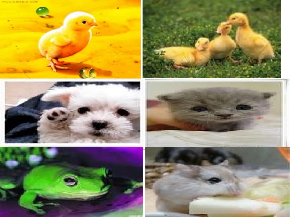 17动物说话_第2页