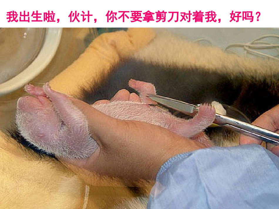 国宝大熊猫[1]_第2页