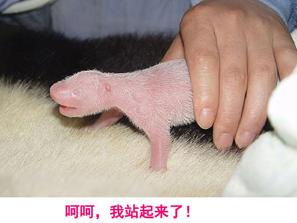 国宝大熊猫[1]_第3页