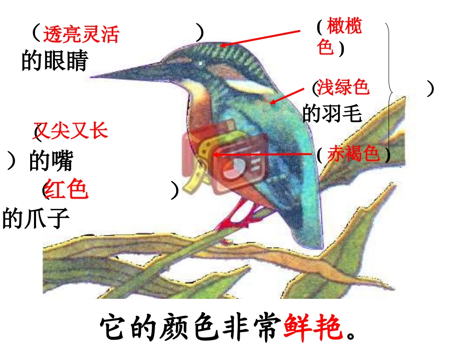 人教版三年级语文下册《翠鸟》课件PPT_第3页