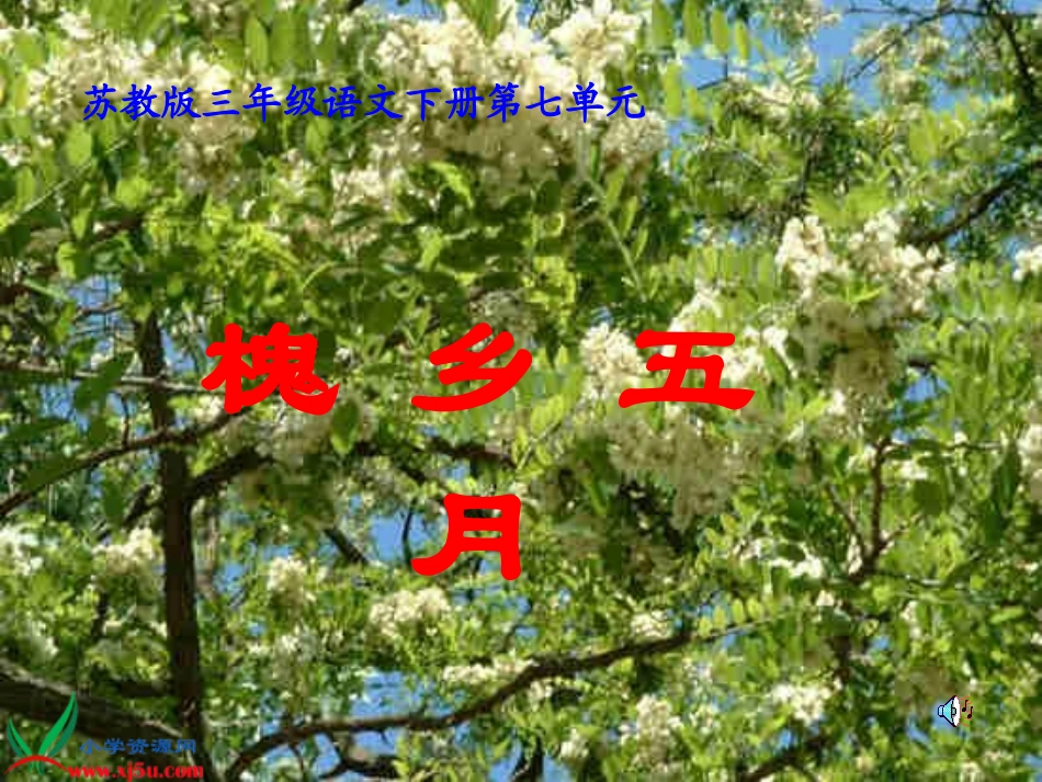 槐乡五月课件1_第1页
