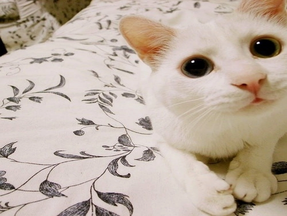 (部编)初中语文人教2011课标版七年级上册猫.ppt_第1页