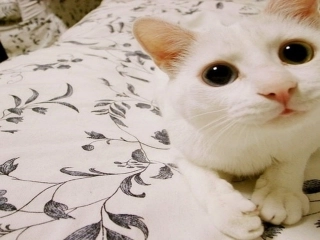 (部编)初中语文人教2011课标版七年级上册猫.ppt