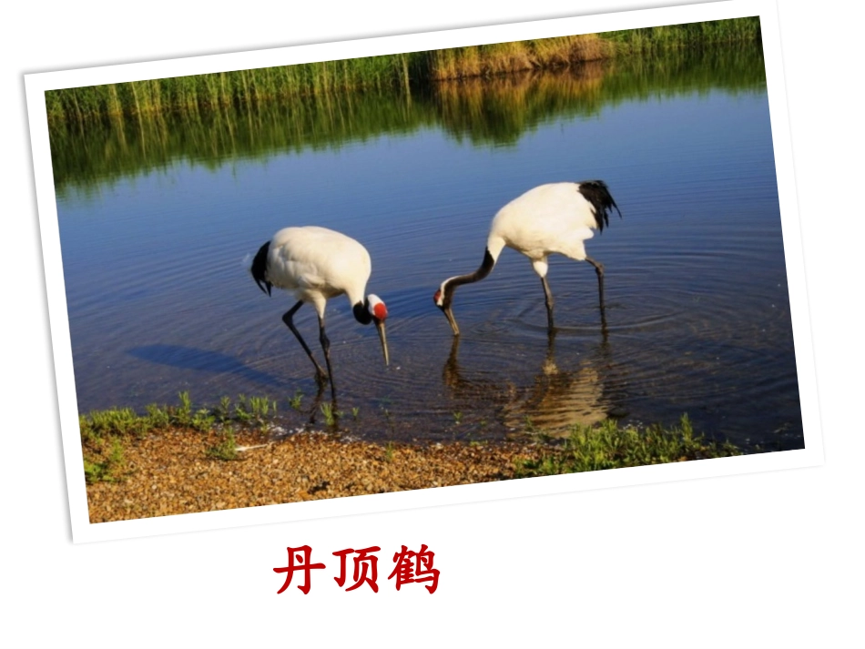 人教2011版小学数学三年级万以内的加法和减法(二)第一课时加法_第2页