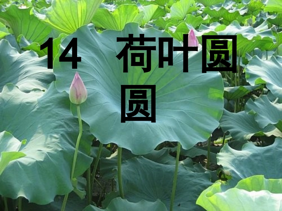 (部编)人教语文2011课标版一年级下册13-荷叶圆圆(课件)_第1页