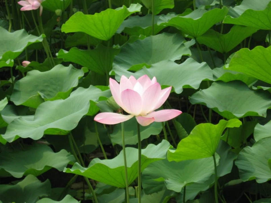 (部编)人教语文2011课标版一年级下册13-荷叶圆圆(课件)_第2页