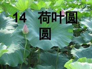 (部编)人教语文2011课标版一年级下册13-荷叶圆圆(课件)