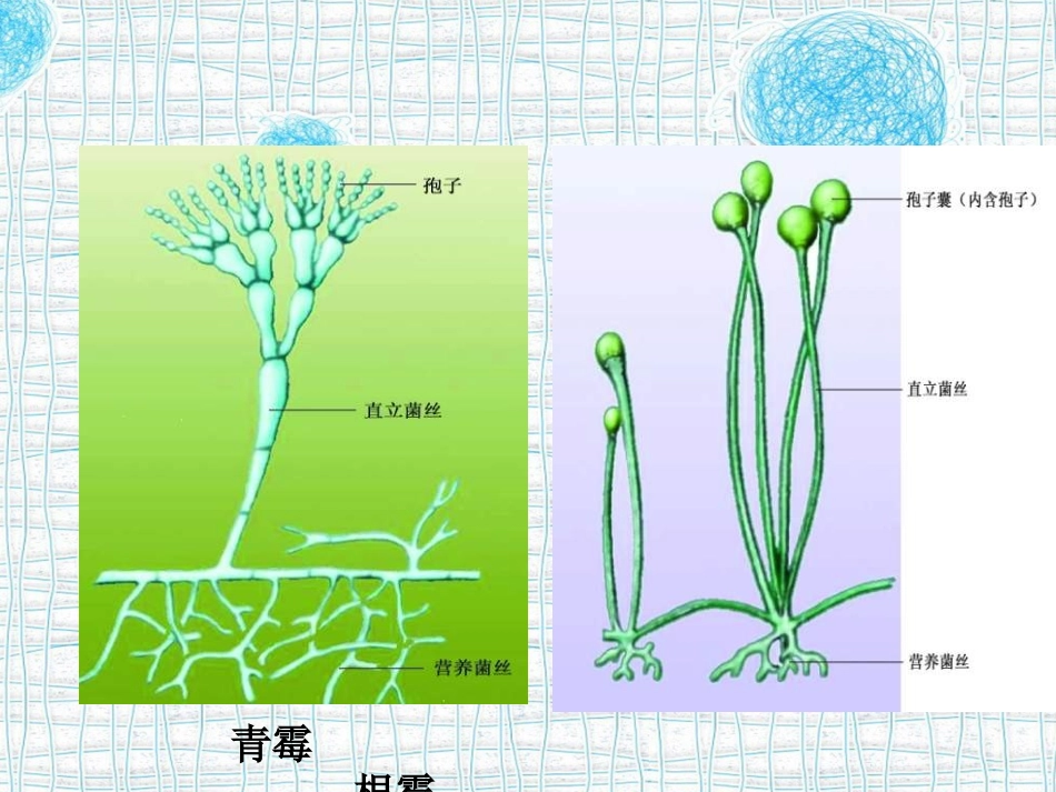 青霉和根霉的比较_第2页