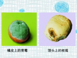 青霉和根霉的比较