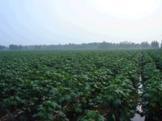 (部编)人教语文2011课标版一年级下册棉花姑娘ppt-(7)